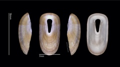 Macroschisma sinense