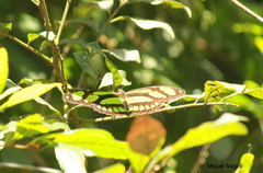 Philaethria wernickei