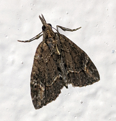 Microdes diplodonta