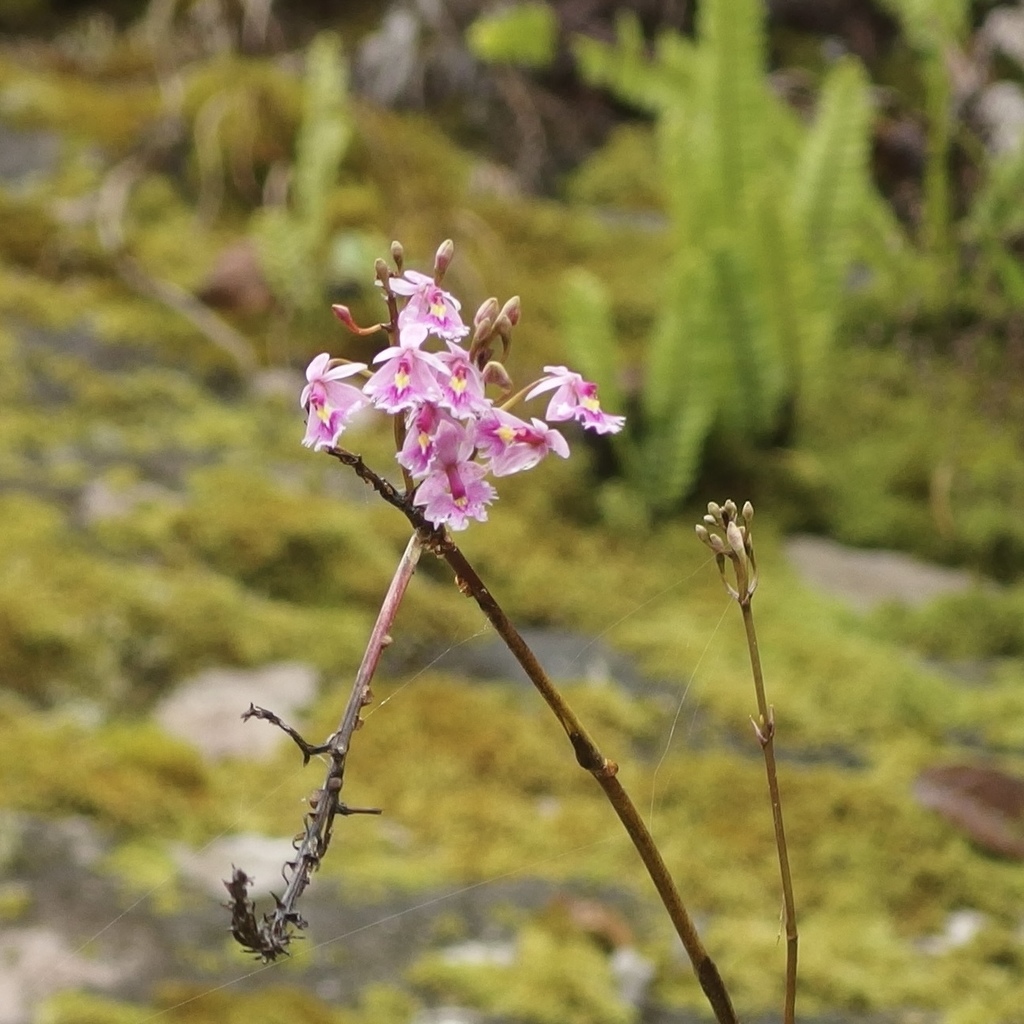 Epidendrum calanthum