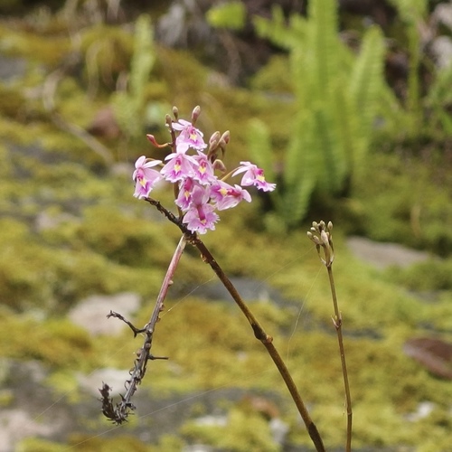 Epidendrum calanthum
