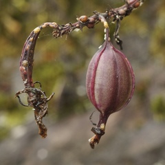 Epidendrum calanthum