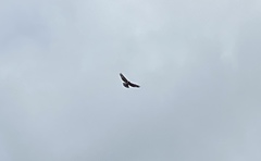 Buteo jamaicensis