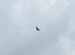 Buteo jamaicensis