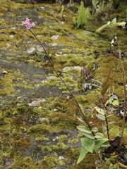 Epidendrum calanthum
