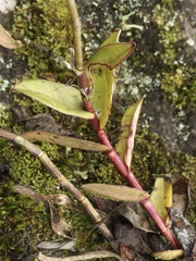 Epidendrum calanthum