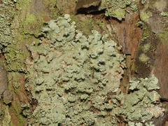 Hypotrachyna showmanii