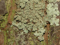 Hypotrachyna showmanii