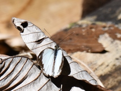 Pieriballia viardi