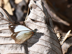 Pieriballia viardi