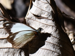 Pieriballia viardi