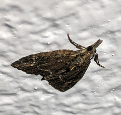 Microdes diplodonta