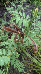 Tephrosia grandiflora