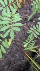 Tephrosia grandiflora
