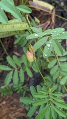 Tephrosia grandiflora