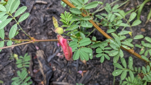 Image of Tephrosia grandiflora by no rights reserved