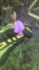 Tephrosia grandiflora