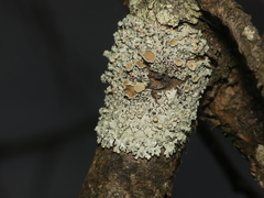 Imshaugia placorodia