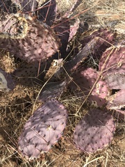 Opuntia azurea