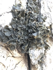 Collema subflaccidum