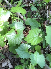 Vitis rotundifolia rotundifolia