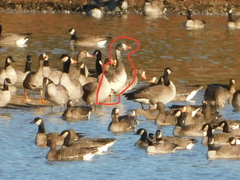 Anser caerulescens × Anser albifrons