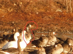 Anser caerulescens × Anser albifrons