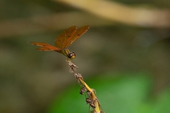 Perithemis icteroptera