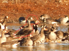 Anser caerulescens × Anser albifrons