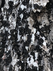 Collema subflaccidum