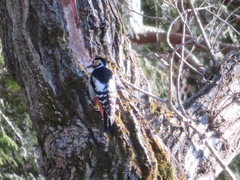 Dendrocopos leucotos