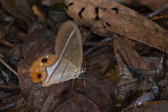 Pierella nereis