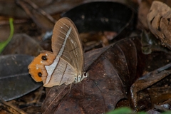 Pierella nereis