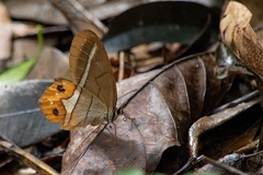 Pierella nereis
