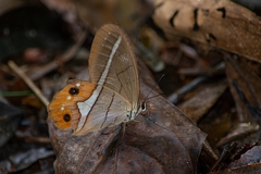 Pierella nereis