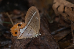 Pierella nereis