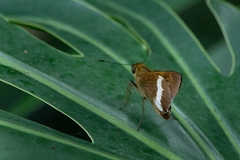 Tirynthia conflua