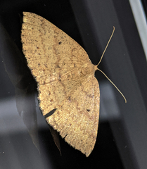 Casbia melanops