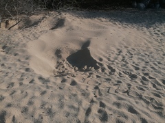 Lepidochelys olivacea