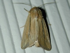 Leucania phragmitidicola