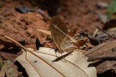 Pierella nereis