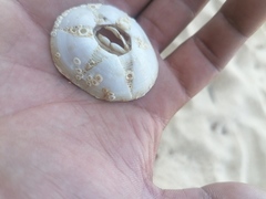 Chthamalus hedgecocki