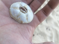 Chthamalus hedgecocki