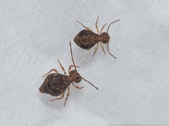 Ptenothrix renateae
