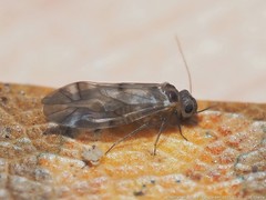 Peripsocus subfasciatus