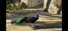 Pavo cristatus
