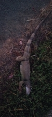 Iguana iguana