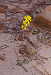 Draba zionensis
