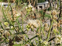 Eristalinus taeniops