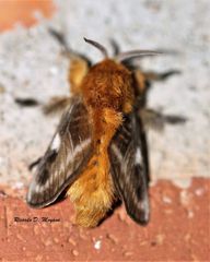 Megalopyge vulpina